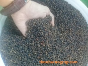 Cung cấp tiêu đen toàn quốc